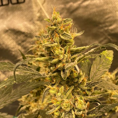 Moby dick XXL  [auto] growlog timeline photo