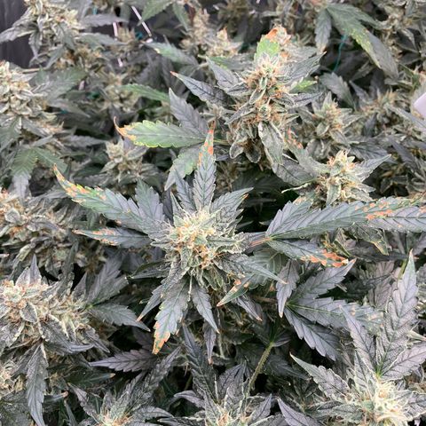 Moby dick XXL  [auto] growlog timeline photo