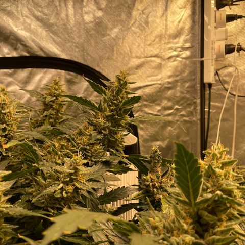 Moby dick XXL  [auto] growlog timeline photo