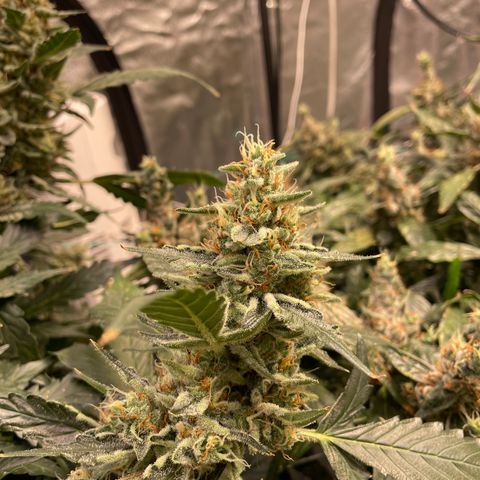 Moby dick XXL  [auto] growlog timeline photo