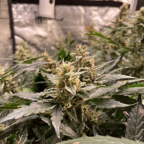 Moby dick XXL  [auto] growlog timeline photo
