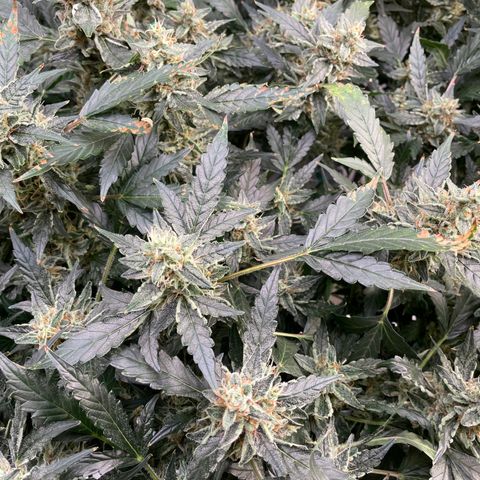 Moby dick XXL  [auto] growlog timeline photo