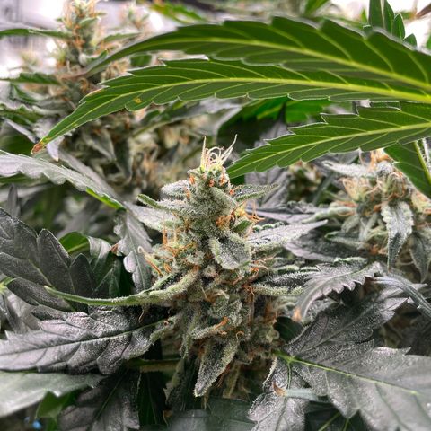 Moby dick XXL  [auto] growlog timeline photo