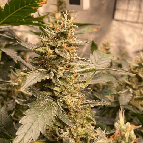 Moby dick XXL  [auto] growlog timeline photo