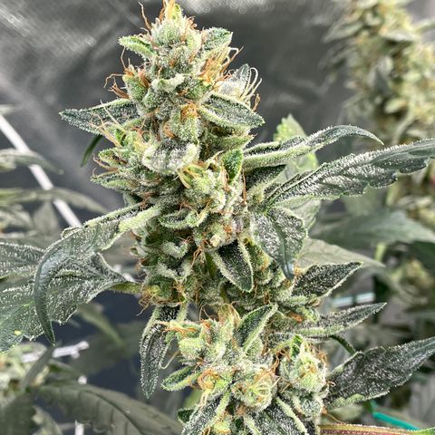 Moby dick XXL  [auto] growlog timeline photo