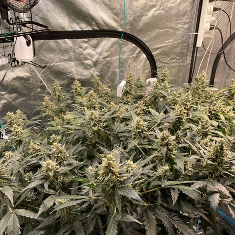 Moby dick XXL  [auto] growlog timeline photo