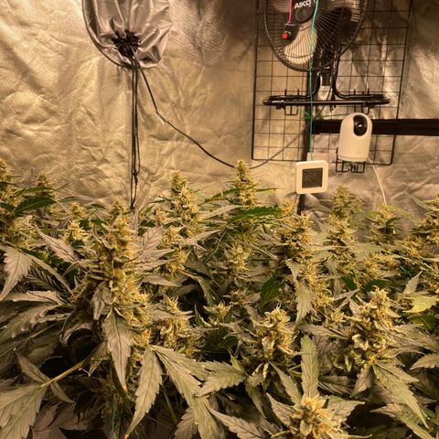 Moby dick XXL  [auto] growlog timeline photo