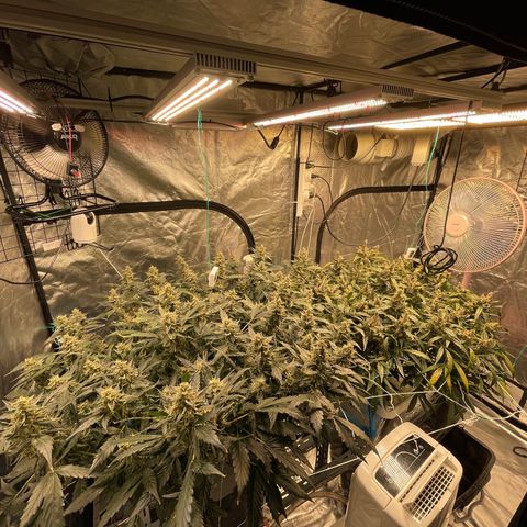 Moby dick XXL  [auto] growlog timeline photo