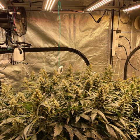 Moby dick XXL  [auto] growlog timeline photo