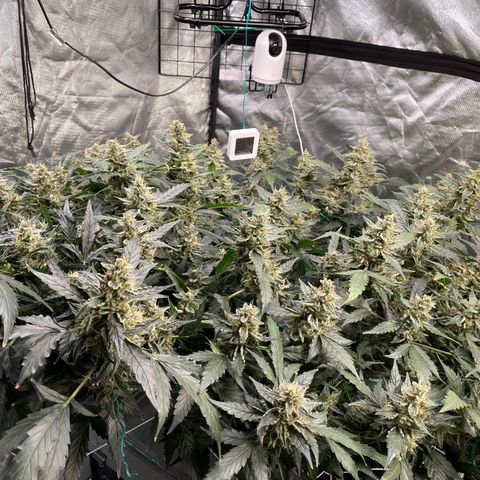 Moby dick XXL  [auto] growlog timeline photo