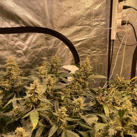 Moby dick XXL  [auto] growlog timeline photo