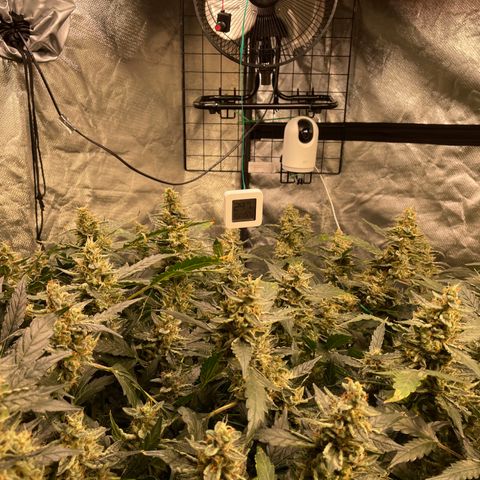 Moby dick XXL  [auto] growlog timeline photo