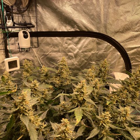 Moby dick XXL  [auto] growlog timeline photo