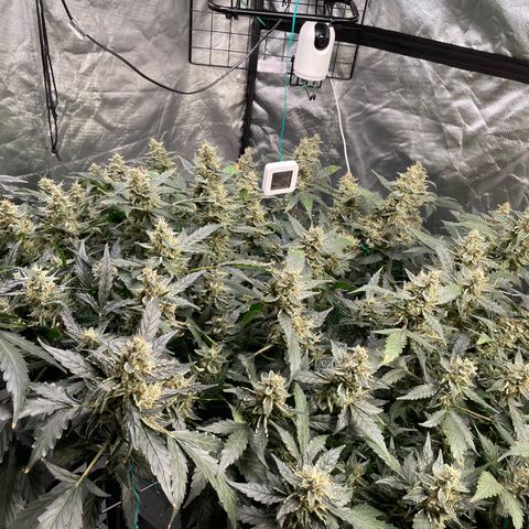 Moby dick XXL  [auto] growlog timeline photo