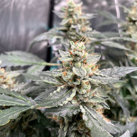 Moby dick XXL  [auto] growlog timeline photo