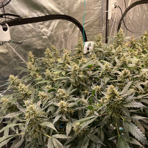 Moby dick XXL  [auto] growlog timeline photo