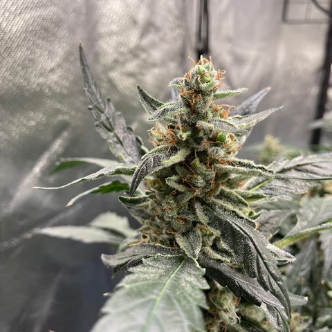 Moby dick XXL  [auto] growlog timeline photo