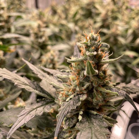 Moby dick XXL  [auto] growlog timeline photo