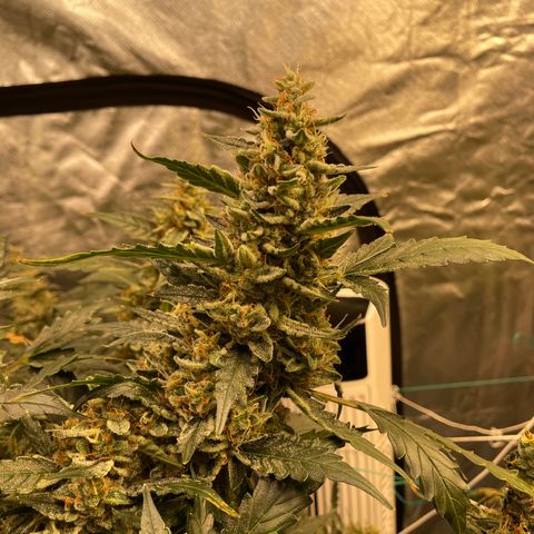 Moby dick XXL  [auto] growlog timeline photo