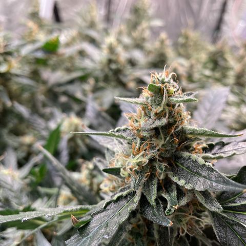 Moby dick XXL  [auto] growlog timeline photo