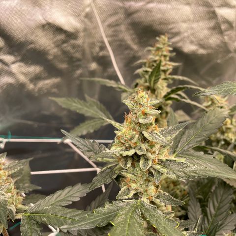 Moby dick XXL  [auto] growlog timeline photo