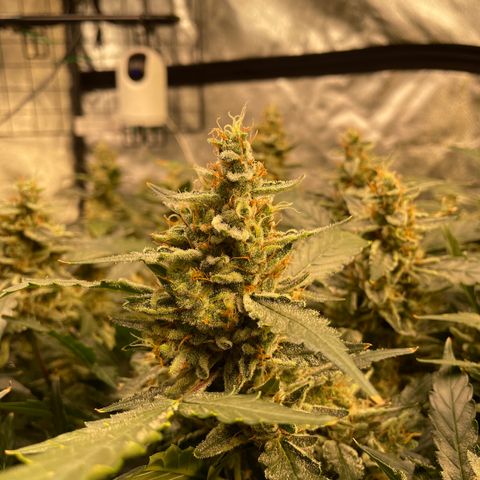Moby dick XXL  [auto] growlog timeline photo
