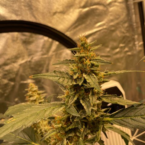 Moby dick XXL  [auto] growlog timeline photo