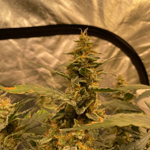 Moby dick XXL  [auto] growlog timeline photo