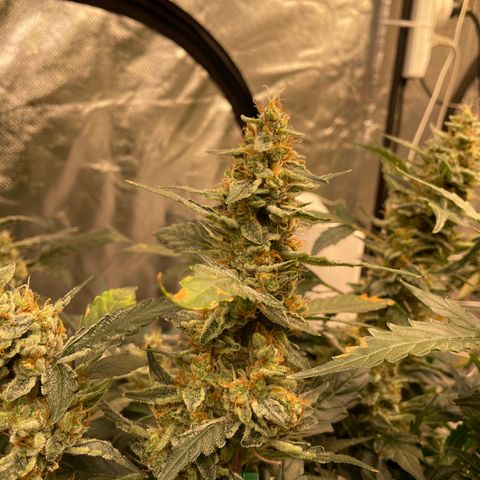 Moby dick XXL  [auto] growlog timeline photo