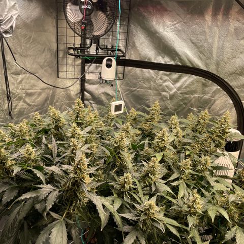 Moby dick XXL  [auto] growlog timeline photo