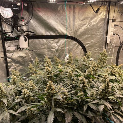 Moby dick XXL  [auto] growlog timeline photo