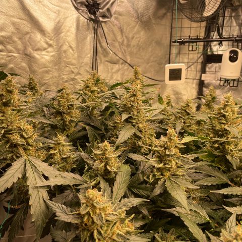 Moby dick XXL  [auto] growlog timeline photo