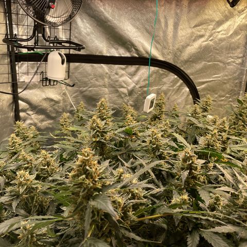 Moby dick XXL  [auto] growlog timeline photo