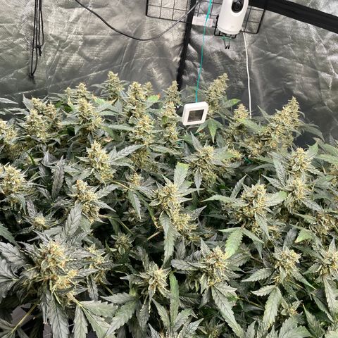 Moby dick XXL  [auto] growlog timeline photo