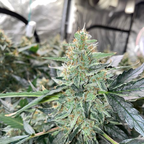 Moby dick XXL  [auto] growlog timeline photo