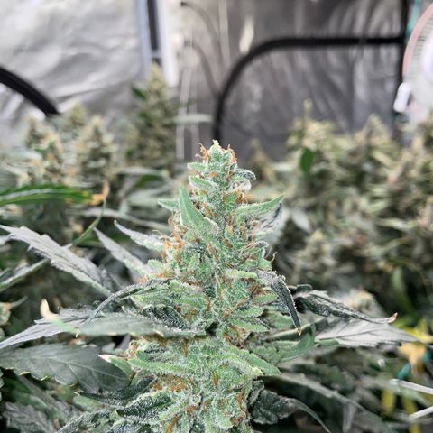 Moby dick XXL  [auto] growlog timeline photo
