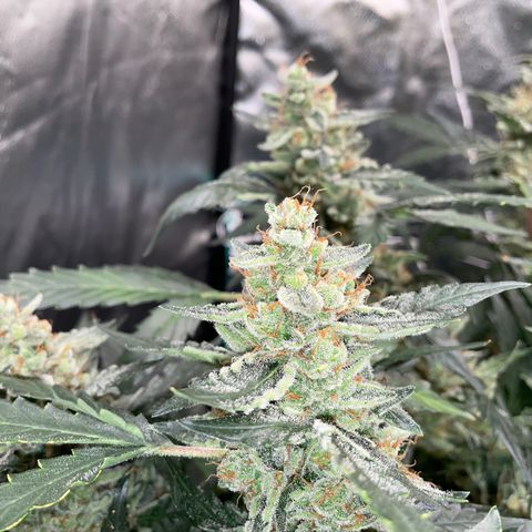 Moby dick XXL  [auto] growlog timeline photo
