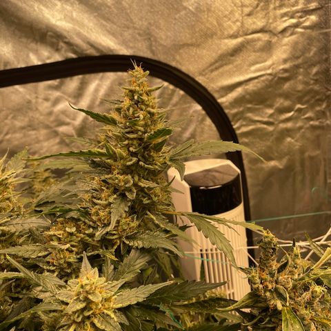 Moby dick XXL  [auto] growlog timeline photo