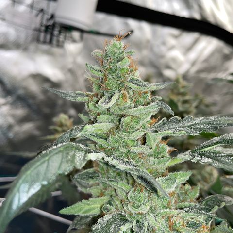 Moby dick XXL  [auto] growlog timeline photo