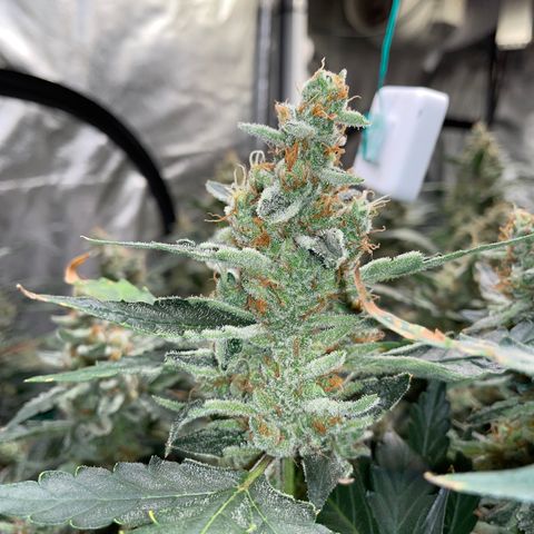 Moby dick XXL  [auto] growlog timeline photo