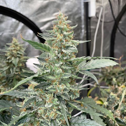 Moby dick XXL  [auto] growlog timeline photo