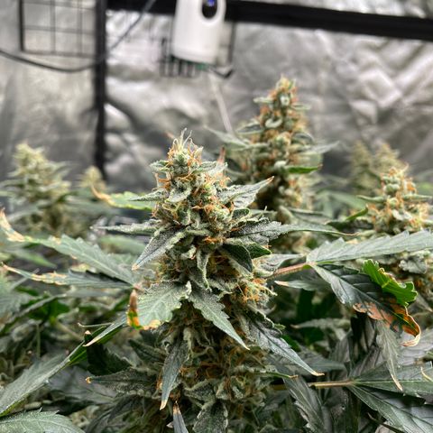 Moby dick XXL  [auto] growlog timeline photo