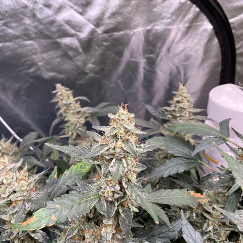 Moby dick XXL  [auto] growlog timeline photo