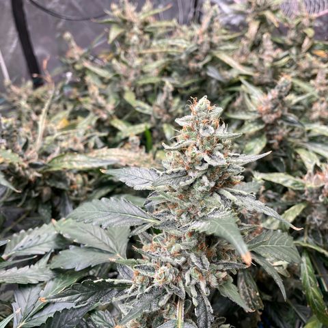 Moby dick XXL  [auto] growlog timeline photo