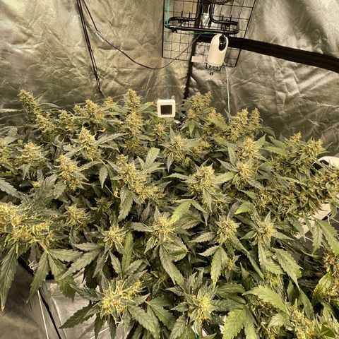 Moby dick XXL  [auto] growlog timeline photo