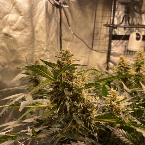Moby dick XXL  [auto] growlog timeline photo