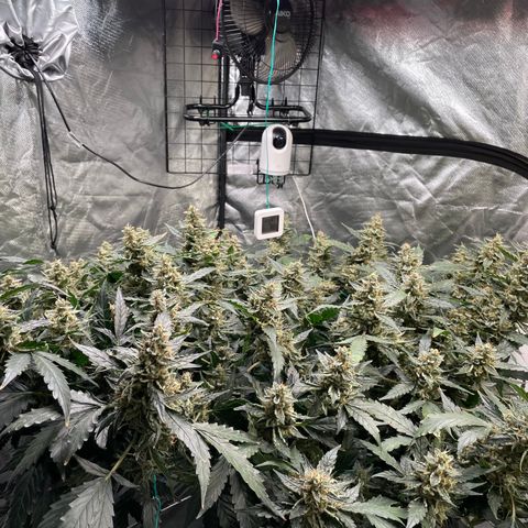 Moby dick XXL  [auto] growlog timeline photo