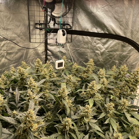 Moby dick XXL  [auto] growlog timeline photo
