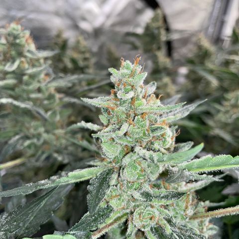 Moby dick XXL  [auto] growlog timeline photo