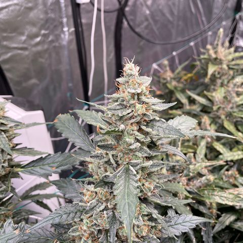 Moby dick XXL  [auto] growlog timeline photo